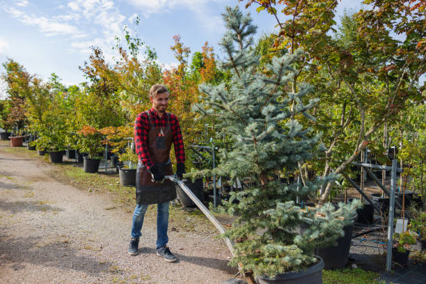 Best Tree Mulching  in Westmont, NJ